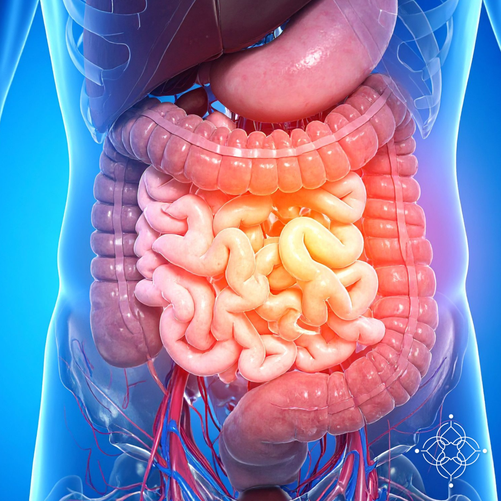 intestino