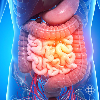 intestino