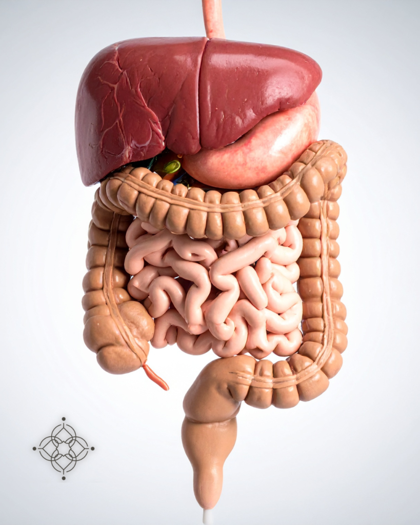 Intestino